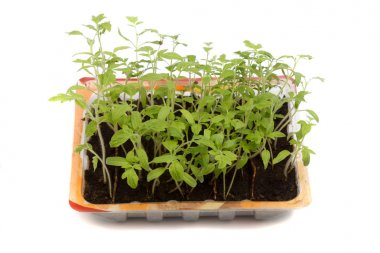 Beyaz arka plan üzerinde domates fidesi