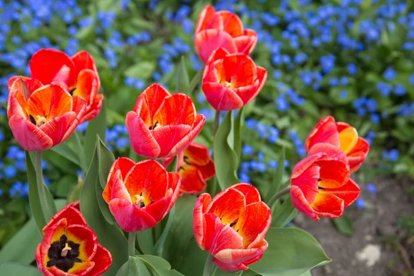 Szowy wiosenny kwitnący czerwony tulipany — Zdjęcie stockowe