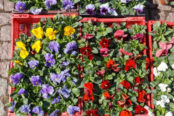 Lentebloemen in vakken een buiten bloemenmarkt — Stockfoto