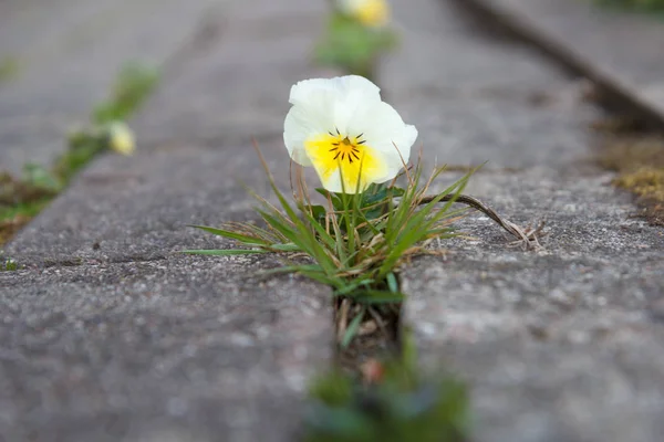 La pequeña flor que crece a través de una grieta —  Fotos de Stock