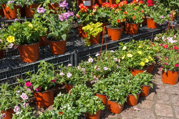 Sale of flower pots on the outdoor farmers market — Stock Photo, Image