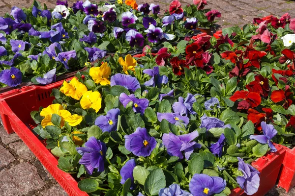 Sale of flower pots on the outdoor farmers market — Stock Photo, Image