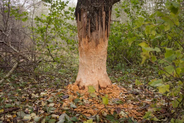 Nahaufnahme der Rinde eines großen Baumstammes, der von Bibern im Wald angenagt wurde. — Stockfoto