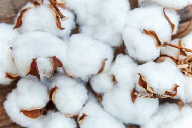 Güzel beyaz pamuklu çiçek rustik eski vintage ahşap düz yatıyordu zemin üzerine. Kumaş bez yumuşaklık doğal organik tarım Anti kavramı