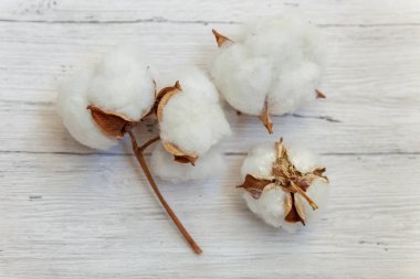 Güzel beyaz pamuklu çiçek rustik eski beyaz ahşap düz yatıyordu arka plan üzerinde. Kumaş bez yumuşaklık doğal organik tarım Anti kavramı