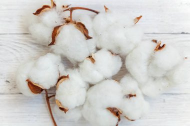 Güzel beyaz pamuklu çiçek rustik eski beyaz ahşap düz yatıyordu arka plan üzerinde. Kumaş bez yumuşaklık doğal organik tarım Anti kavramı