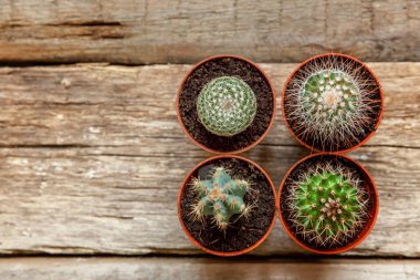 Farklı kaktüs ahşap arka plan üzerinde düz ahşap süs bitki üstten görünüm yatıyordu. Natürmort doğal üç kaktüs bitkileri Vintage ahşap arka plan doku