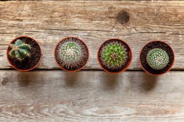 Farklı kaktüs ahşap arka plan üzerinde düz ahşap süs bitki üstten görünüm yatıyordu. Natürmort doğal üç kaktüs bitkileri Vintage ahşap arka plan doku
