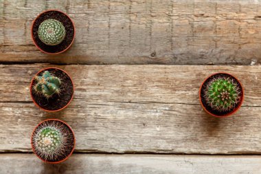 Farklı kaktüs ahşap arka plan üzerinde düz ahşap süs bitki üstten görünüm yatıyordu. Natürmort doğal üç kaktüs bitkileri Vintage ahşap arka plan doku
