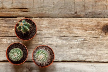 Farklı kaktüs ahşap arka plan üzerinde düz ahşap süs bitki üstten görünüm yatıyordu. Natürmort doğal üç kaktüs bitkileri Vintage ahşap arka plan doku