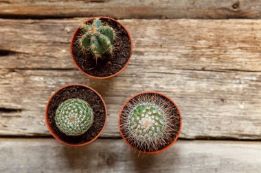 Farklı kaktüs ahşap arka plan üzerinde düz ahşap süs bitki üstten görünüm yatıyordu. Natürmort doğal üç kaktüs bitkileri Vintage ahşap arka plan doku