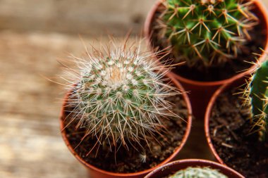 Farklı kaktüs ahşap arka plan üzerinde düz ahşap süs bitki üstten görünüm yatıyordu. Natürmort doğal üç kaktüs bitkileri Vintage ahşap arka plan doku