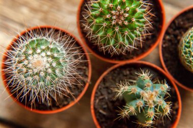 Farklı kaktüs ahşap arka plan üzerinde düz ahşap süs bitki üstten görünüm yatıyordu. Natürmort doğal üç kaktüs bitkileri Vintage ahşap arka plan doku