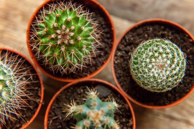 Farklı kaktüs ahşap arka plan üzerinde düz ahşap süs bitki üstten görünüm yatıyordu. Natürmort doğal üç kaktüs bitkileri Vintage ahşap arka plan doku