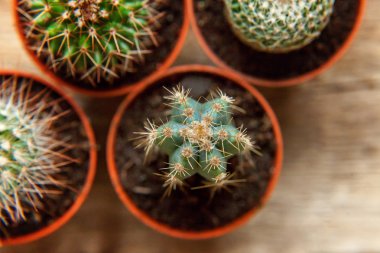 Farklı kaktüs ahşap arka plan üzerinde düz ahşap süs bitki üstten görünüm yatıyordu. Natürmort doğal üç kaktüs bitkileri Vintage ahşap arka plan doku