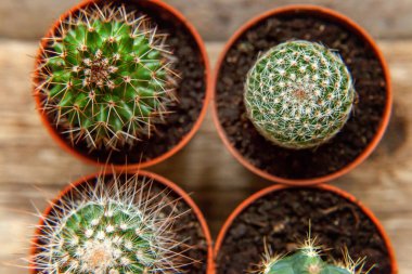 Farklı kaktüs ahşap arka plan üzerinde düz ahşap süs bitki üstten görünüm yatıyordu. Natürmort doğal üç kaktüs bitkileri Vintage ahşap arka plan doku