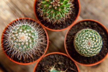 Farklı kaktüs ahşap arka plan üzerinde düz ahşap süs bitki üstten görünüm yatıyordu. Natürmort doğal üç kaktüs bitkileri Vintage ahşap arka plan doku