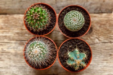 Farklı kaktüs ahşap arka plan üzerinde düz ahşap süs bitki üstten görünüm yatıyordu. Natürmort doğal üç kaktüs bitkileri Vintage ahşap arka plan doku