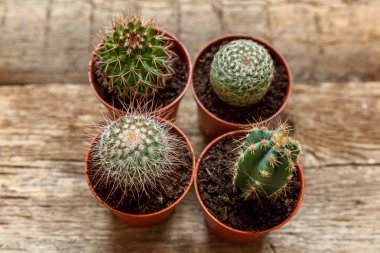 Farklı kaktüs ahşap arka plan üzerinde düz ahşap süs bitki üstten görünüm yatıyordu. Natürmort doğal üç kaktüs bitkileri Vintage ahşap arka plan doku