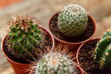 Farklı kaktüs ahşap arka plan üzerinde düz ahşap süs bitki üstten görünüm yatıyordu. Natürmort doğal üç kaktüs bitkileri Vintage ahşap arka plan doku