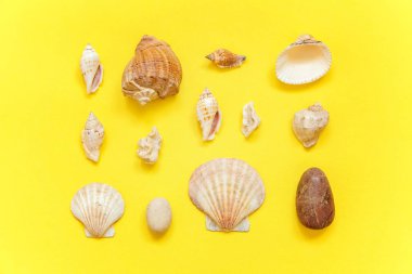 Tropikal arka plan. Sarı renkli şık modern moda arka plan üzerinde deniz kabuklarını. Tatil seyahat yaz hafta sonu deniz macera seyahat kavramı