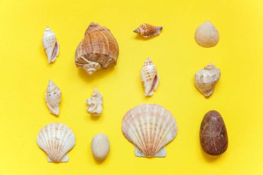 Tropikal arka plan. Sarı renkli şık modern moda arka plan üzerinde deniz kabuklarını. Tatil seyahat yaz hafta sonu deniz macera seyahat kavramı