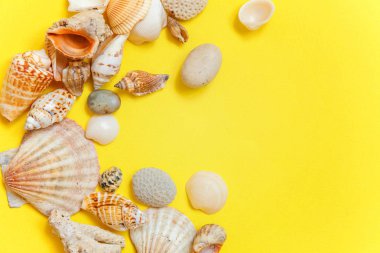 Tropikal arka plan. Sarı renkli şık modern moda arka plan üzerinde deniz kabuklarını. Tatil seyahat yaz hafta sonu deniz macera seyahat kavramı