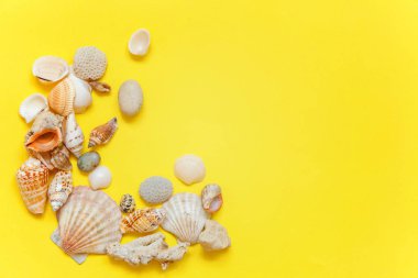 Tropikal arka plan. Sarı renkli şık modern moda arka plan üzerinde deniz kabuklarını. Tatil seyahat yaz hafta sonu deniz macera seyahat kavramı
