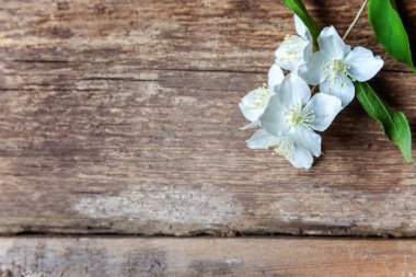 Yasemin metin boşaltmak için yer ve kahverengi eski püskü rustik ahşap zemin üzerinde beyaz çiçekler