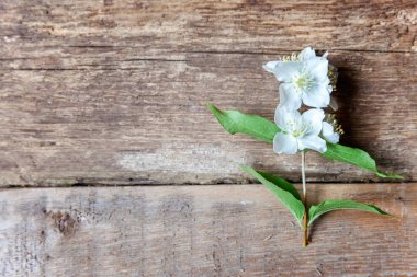 Yasemin metin boşaltmak için yer ve kahverengi eski püskü rustik ahşap zemin üzerinde beyaz çiçekler