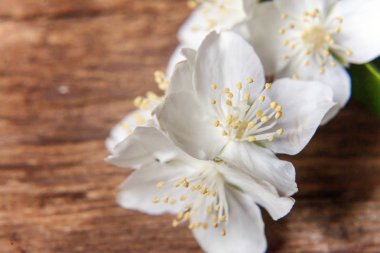 Yasemin üzerinde kahverengi eski püskü rustik ahşap arka plan bakış beyaz çiçekler