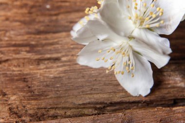 Yasemin üzerinde kahverengi eski püskü rustik ahşap arka plan bakış beyaz çiçekler