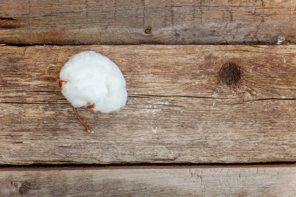 Hermosas Flores Algodón Blanco Sobre Rústico Viejo Fondo Plano Madera — Foto de Stock