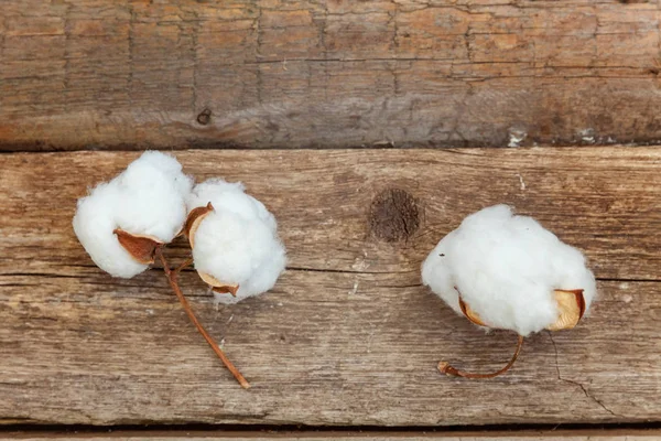 Hermosas Flores Algodón Blanco Sobre Rústico Viejo Fondo Plano Madera — Foto de Stock