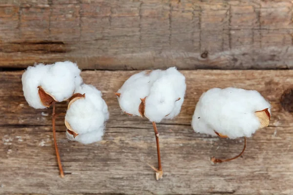Güzel beyaz pamuklu çiçek rustik eski vintage ahşap düz yatıyordu zemin üzerine. Kumaş bez yumuşaklık doğal organik tarım Anti kavramı