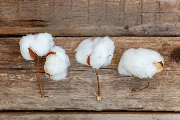 Hermosas Flores Algodón Blanco Sobre Rústico Viejo Fondo Plano Madera — Foto de Stock