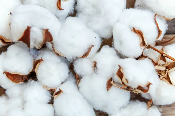 Güzel beyaz pamuklu çiçek rustik eski vintage ahşap düz yatıyordu zemin üzerine. Kumaş bez yumuşaklık doğal organik tarım Anti kavramı