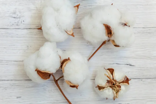 Hermosas Flores Algodón Blanco Sobre Rústico Viejo Vintage Fondo Plano — Foto de Stock