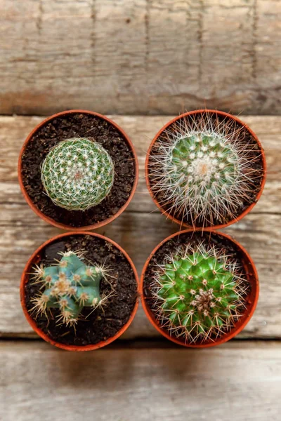 Farklı kaktüs ahşap arka plan üzerinde düz ahşap süs bitki üstten görünüm yatıyordu. Natürmort doğal üç kaktüs bitkileri Vintage ahşap arka plan doku