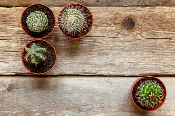 Farklı kaktüs ahşap arka plan üzerinde düz ahşap süs bitki üstten görünüm yatıyordu. Natürmort doğal üç kaktüs bitkileri Vintage ahşap arka plan doku