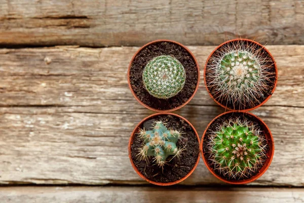 Farklı kaktüs ahşap arka plan üzerinde düz ahşap süs bitki üstten görünüm yatıyordu. Natürmort doğal üç kaktüs bitkileri Vintage ahşap arka plan doku
