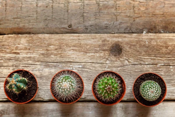 stock image Different cactus on wooden background, ornamental plant on wood flat lay top view. Still Life Natural Three Cactus Plants on Vintage Wood Background Texture