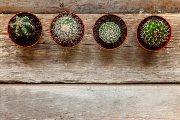 Farklı kaktüs ahşap arka plan üzerinde düz ahşap süs bitki üstten görünüm yatıyordu. Natürmort doğal üç kaktüs bitkileri Vintage ahşap arka plan doku