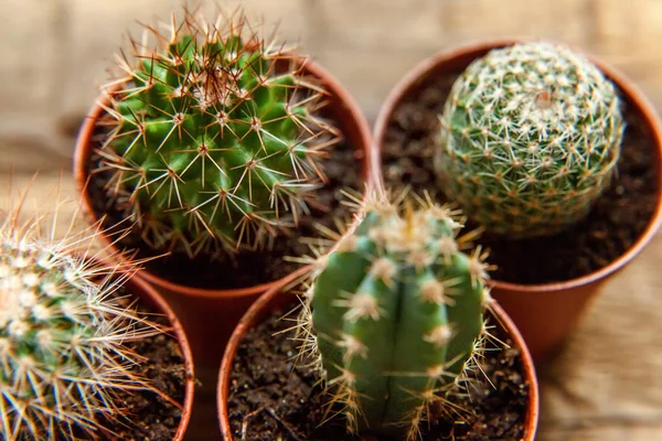 Farklı kaktüs ahşap arka plan üzerinde düz ahşap süs bitki üstten görünüm yatıyordu. Natürmort doğal üç kaktüs bitkileri Vintage ahşap arka plan doku