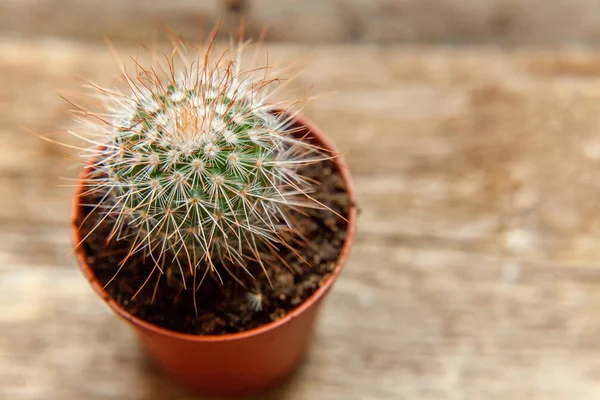 Farklı kaktüs ahşap arka plan üzerinde düz ahşap süs bitki üstten görünüm yatıyordu. Natürmort doğal üç kaktüs bitkileri Vintage ahşap arka plan doku