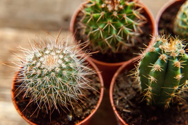 Farklı kaktüs ahşap arka plan üzerinde düz ahşap süs bitki üstten görünüm yatıyordu. Natürmort doğal üç kaktüs bitkileri Vintage ahşap arka plan doku