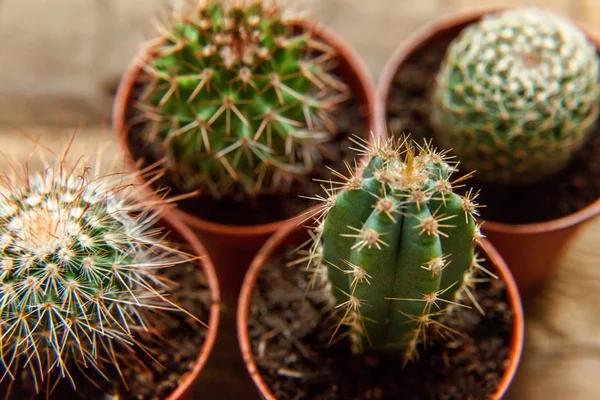 Diferentes Cactus Sobre Fondo Madera Planta Ornamental Sobre Madera Plana —  Fotos de Stock