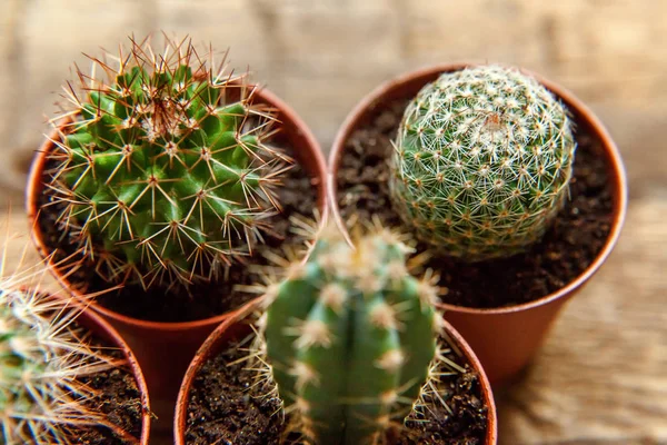 Farklı kaktüs ahşap arka plan üzerinde düz ahşap süs bitki üstten görünüm yatıyordu. Natürmort doğal üç kaktüs bitkileri Vintage ahşap arka plan doku