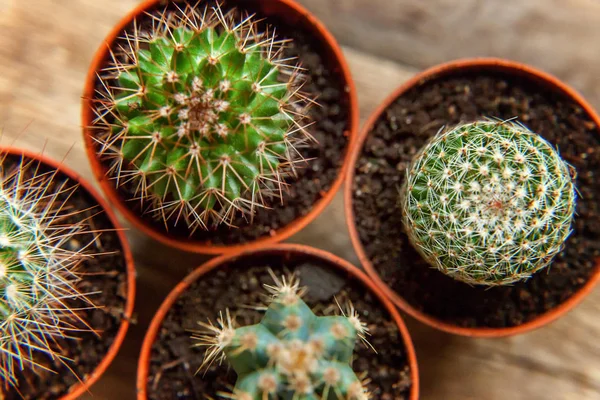 Farklı kaktüs ahşap arka plan üzerinde düz ahşap süs bitki üstten görünüm yatıyordu. Natürmort doğal üç kaktüs bitkileri Vintage ahşap arka plan doku