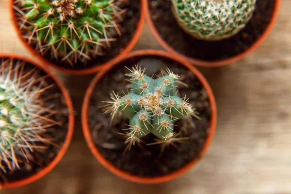 Farklı kaktüs ahşap arka plan üzerinde düz ahşap süs bitki üstten görünüm yatıyordu. Natürmort doğal üç kaktüs bitkileri Vintage ahşap arka plan doku